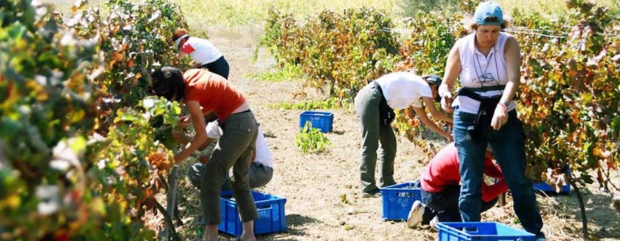 Urgup Vineyard Festivities